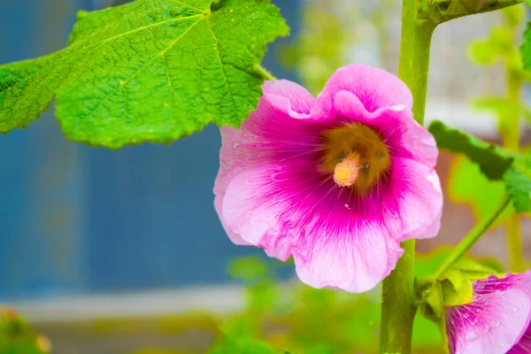 Natureza Belo Close Uma Flor Malva Rosa Vibrante — Fotografia de Stock