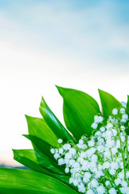 Bahar çiçekleri vadideki zambaklar. Doğa. 