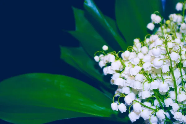 Lente Bloemen Lelie Van Vallei Natuur — Stockfoto