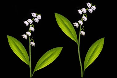 Vadi çiçeğinin zambağı siyah arka planda. Doğa