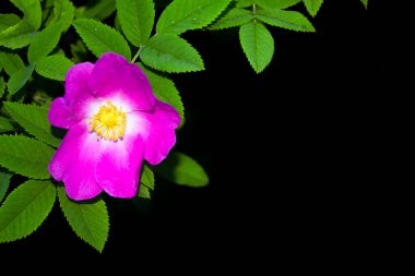 Siyah arka planda yaprağı olan gül çiçeği. Doğa