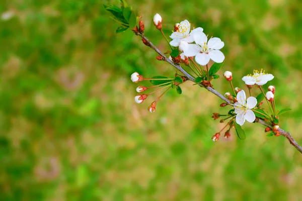 Nature Blossoming Branch Cherry Bright Colorful Spring Flowers — Stock Photo, Image