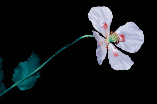Весенние Цветы Маки Изолированы Черном Фоне — стоковое фото