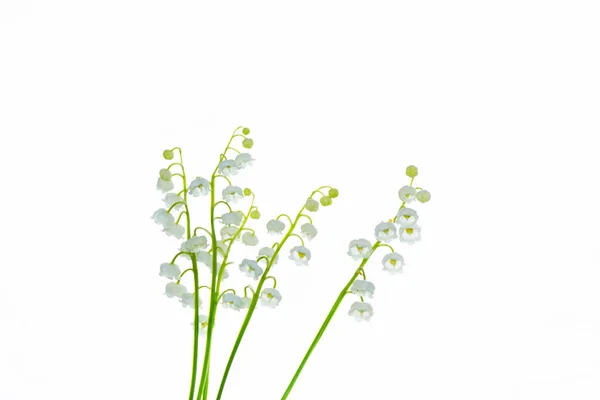 Lily Doliny Kwiat Białym Tle Charakter — Zdjęcie stockowe