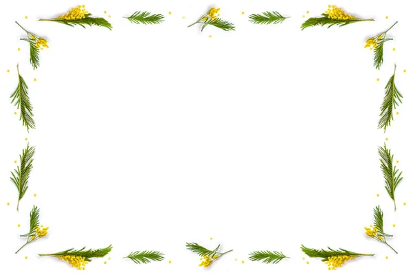 Krzew Żółtych Wiosennych Kwiatów Mimoza Izolowany Białym Tle Skład — Zdjęcie stockowe