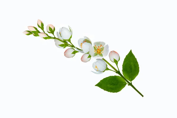 Gałąź Jaśminu Kwiaty Izolowane Białym Tle Piękna Roślina Kwitnąca — Zdjęcie stockowe