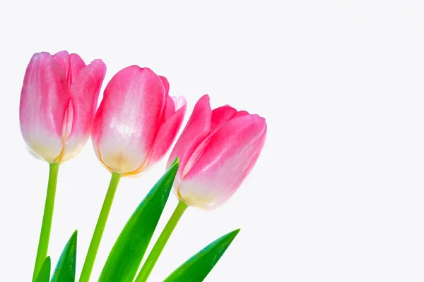 Grußkarte Vorhanden Frühlingsblumen Tulpen Isoliert Auf Weißem Hintergrund Florale Sammlung — Stockfoto