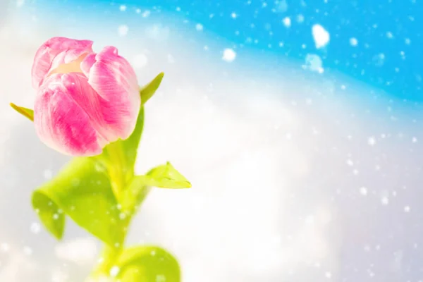 Frühlingsblumen Tulpen Isoliert Auf Blauem Hintergrund Florale Sammlung — Stockfoto