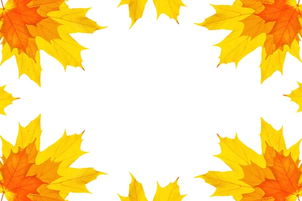 Bright Autumn Maple Leaf White Background Foliage Fall Concept — Stock Photo, Image