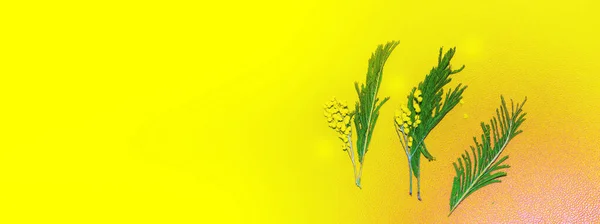 Mimosen Aus Gelben Frühlingsblumen Zusammensetzung — Stockfoto