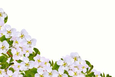 Armutun çiçek açan dalı beyaz bir arka planda izole edilmiş. Doğa