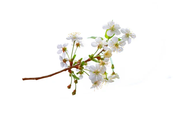 Beyaz Arka Planda Izole Edilmiş Kiraz Ağacının Çiçek Açan Dalı — Stok fotoğraf