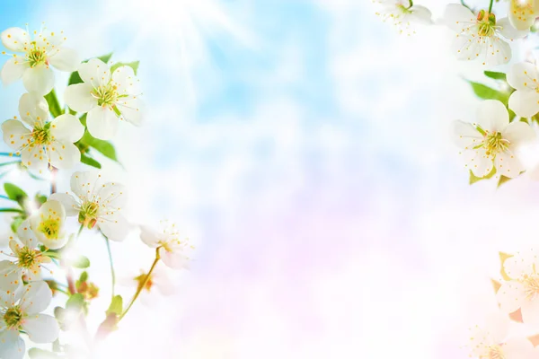 Naturę Kwitnąca Gałąź Wiśni Jasne Kolorowe Wiosenne Kwiaty — Zdjęcie stockowe
