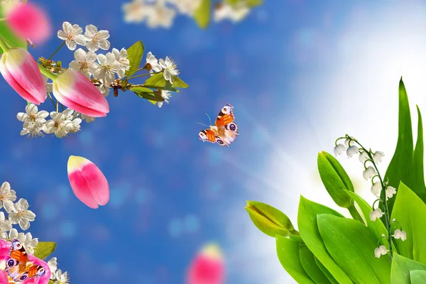 Naturaleza Rama Floreciente Manzana Tulipanes Flores Primavera Colores Brillantes Mariposas —  Fotos de Stock