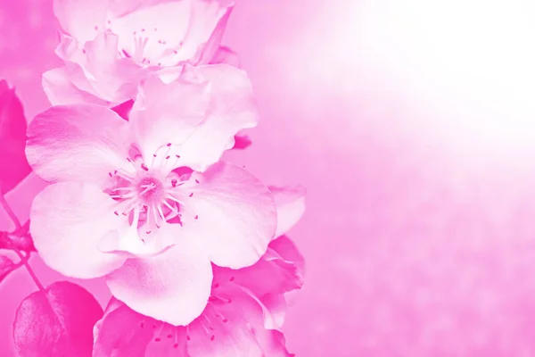 大自然 光芒四射的樱桃树色彩艳丽的春花 — 图库照片