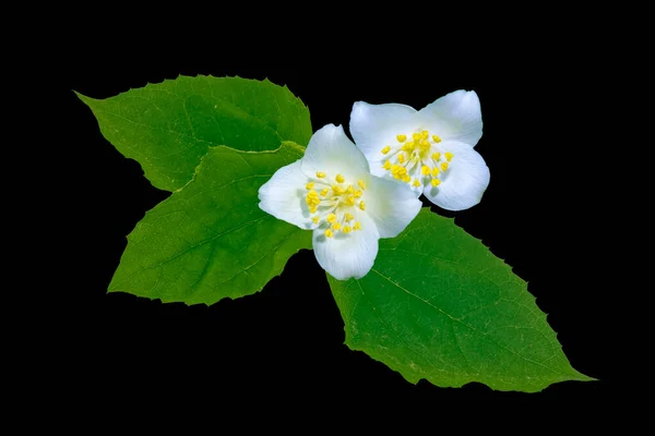 Rama Flores Jazmín Aisladas Sobre Fondo Negro Naturaleza — Foto de Stock