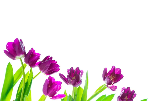 Wenskaart Lentebloemen Tulpen Geïsoleerd Witte Achtergrond Bloemenverzameling — Stockfoto