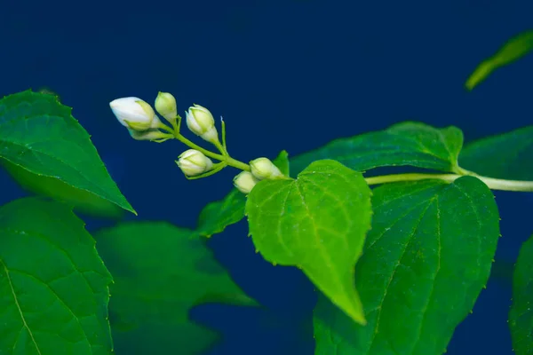 Jazmín Blanco Rama Delicadas Flores Primavera Naturaleza — Foto de Stock