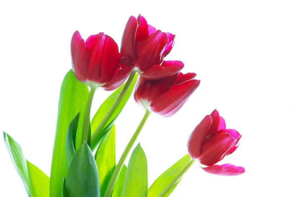 Tebrik Kartı Beyaz Arka Planda Yalıtılmış Bahar Çiçekleri Laleleri Çiçek — Stok fotoğraf