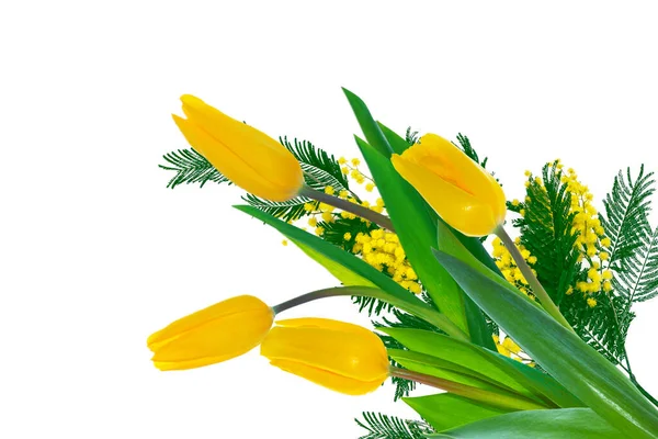 Буш Желтых Весенних Цветов Мимозы Изолированы Белом Фоне Тюльпаны — стоковое фото