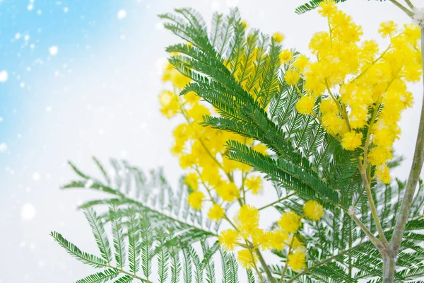 Bush Žlutých Jarních Květin Mimosa Sníh Venku — Stock fotografie