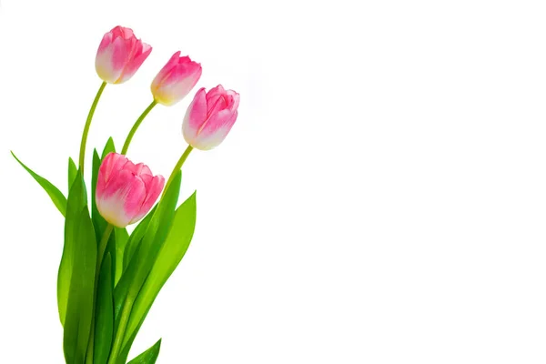 Wenskaart Lentebloemen Tulpen Geïsoleerd Witte Achtergrond Bloemenverzameling — Stockfoto