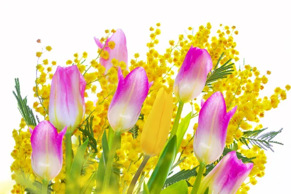 Bush Flores Primavera Amarelas Mimosa Isolado Fundo Branco Tulipa — Fotografia de Stock