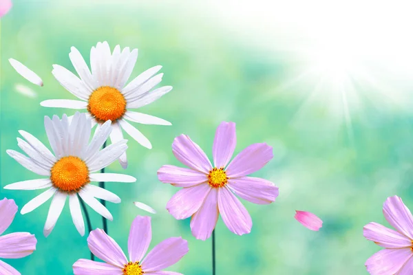 Blurred White Bright Daisy Flowers Background Summer Landscape Wildflowers Outdoors — Stock Photo, Image