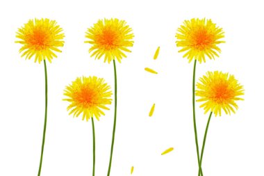 Kabarık karahindiba çiçeği beyaz arkaplanda izole edilmiş..