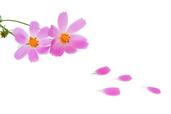 Kronblad Ljusa Färgglada Kosmos Blommor Isolerade Vit Bakgrund Natur — Stockfoto