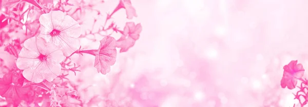Утренние Цветы Славы Крупный План Петуний Клумбе Розовые Цветы Цветочный — стоковое фото