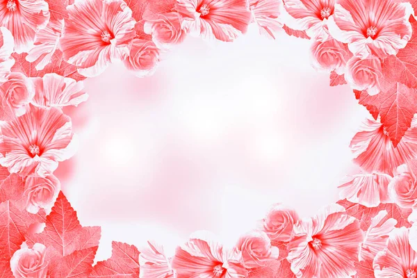 Natural Abstract Pink Background Morning Glory Flowers Floral Background — Stock Photo, Image