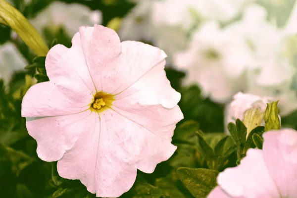 Morgon Ära Blommor Närbild Petunior Rabatt Rosa Blommor Blommig Bakgrund — Stockfoto