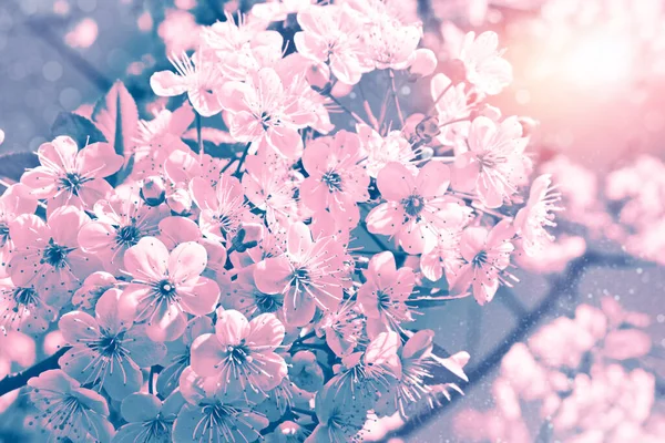 Příroda Kvetoucí Třešeň Větvi Jasné Barevné Jarní Květy — Stock fotografie