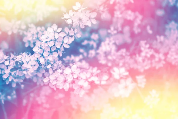 Doğa Çiçek Açan Kiraz Dalı Parlak Renkli Bahar Çiçekleri — Stok fotoğraf