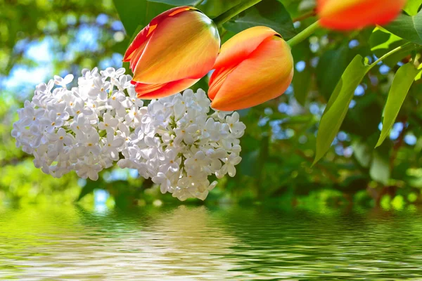 Természetes Virágos Háttér Tavaszi Fényes Virágok Tulipán Orgona — Stock Fotó