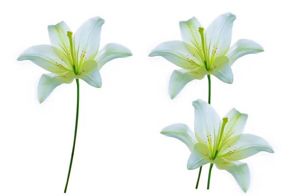 Lírio Brilhante Flores Isoladas Fundo Branco Natureza — Fotografia de Stock