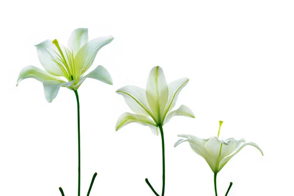 Lírio Brilhante Flores Isoladas Fundo Branco Natureza — Fotografia de Stock