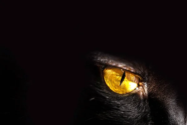 Black Cat Yellow Eyes Pet Portrait — Stock Photo, Image