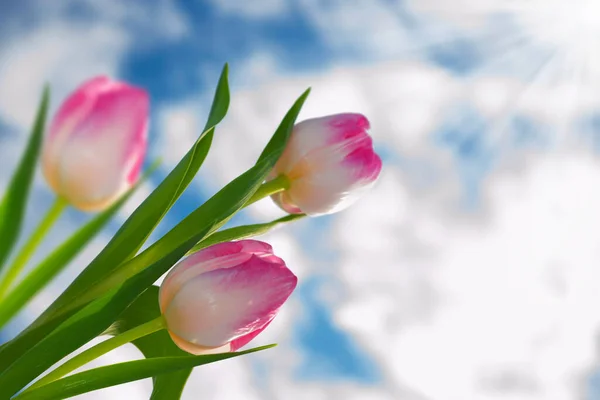 Wiosenny Krajobraz Naturalny Widok Kwiaty Tulipanów Kwitną Ogrodzie Zieloną Trawą — Zdjęcie stockowe