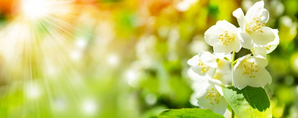 Vit Jasmin Grenens Sköra Vårblommor Natur Stockfoto