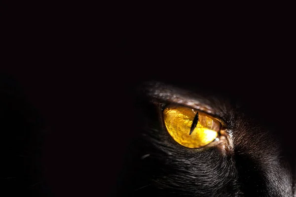 Schwarze Katze Mit Gelben Augen Haustier Porträt lizenzfreie Stockfotos