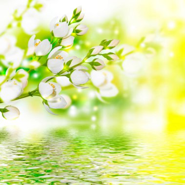 Beyaz yasemin. Dal narin bahar çiçekleri. Doğa