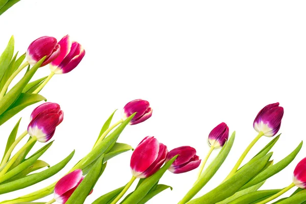 Buket Tebrik Kartı Beyaz Arka Planda Yalıtılmış Bahar Çiçekleri Laleleri — Stok fotoğraf
