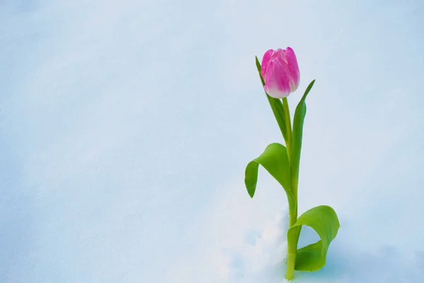 Naturę Kwiat Tulipan Rośnie Śniegu Wczesnym Ogrodzie Wiosna — Zdjęcie stockowe