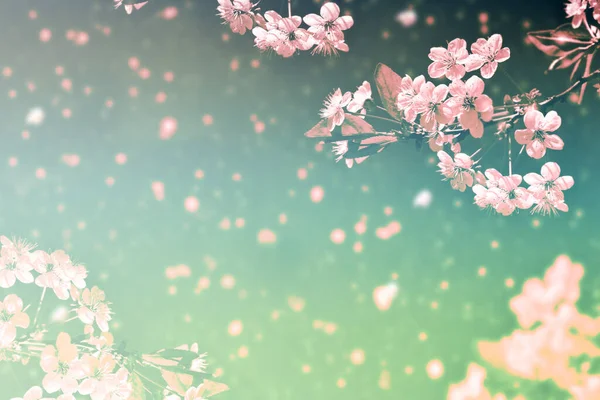 Природа Цвіте Гілка Вишні Яскраві Барвисті Весняні Квіти — стокове фото