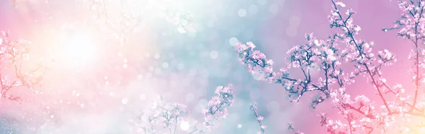 Natureza Cereja Ramo Florescente Brilhante Flores Coloridas Primavera Imagem De Stock