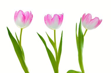 Hazır. Tebrik kartı. Beyaz arka planda yalıtılmış bahar çiçekleri laleleri. Çiçek koleksiyonu. 