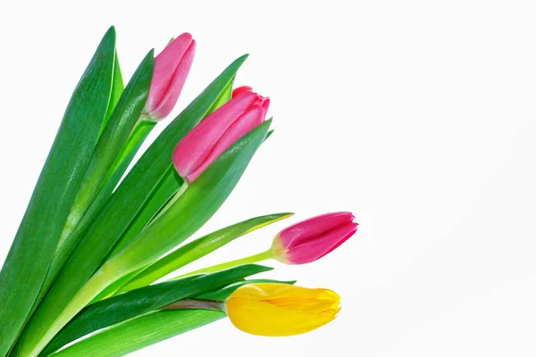 Tebrik Kartı Beyaz Arka Planda Yalıtılmış Bahar Çiçekleri Laleleri Çiçek — Stok fotoğraf