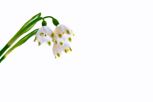 Flores Primavera Snowdrop Isolado Fundo Branco — Fotografia de Stock